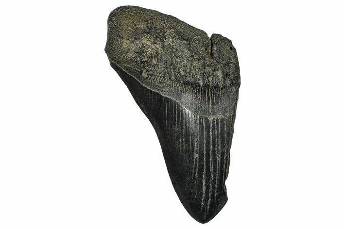 Partial Fossil Megalodon Tooth - South Carolina #374265
